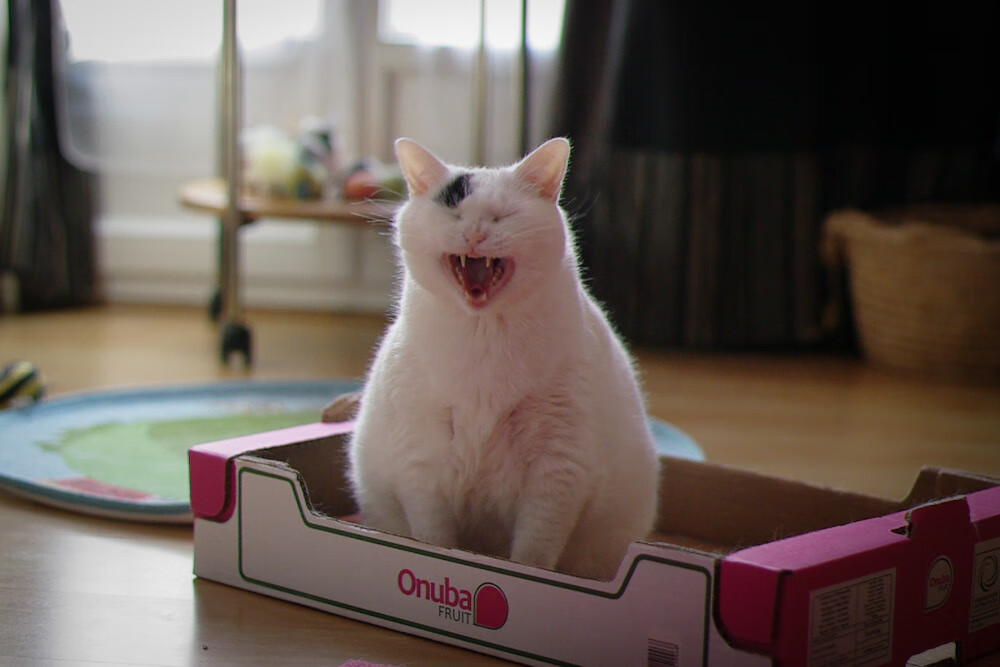 国际泳联赞助合作拓展亚洲市场,国际泳联中国赞助商