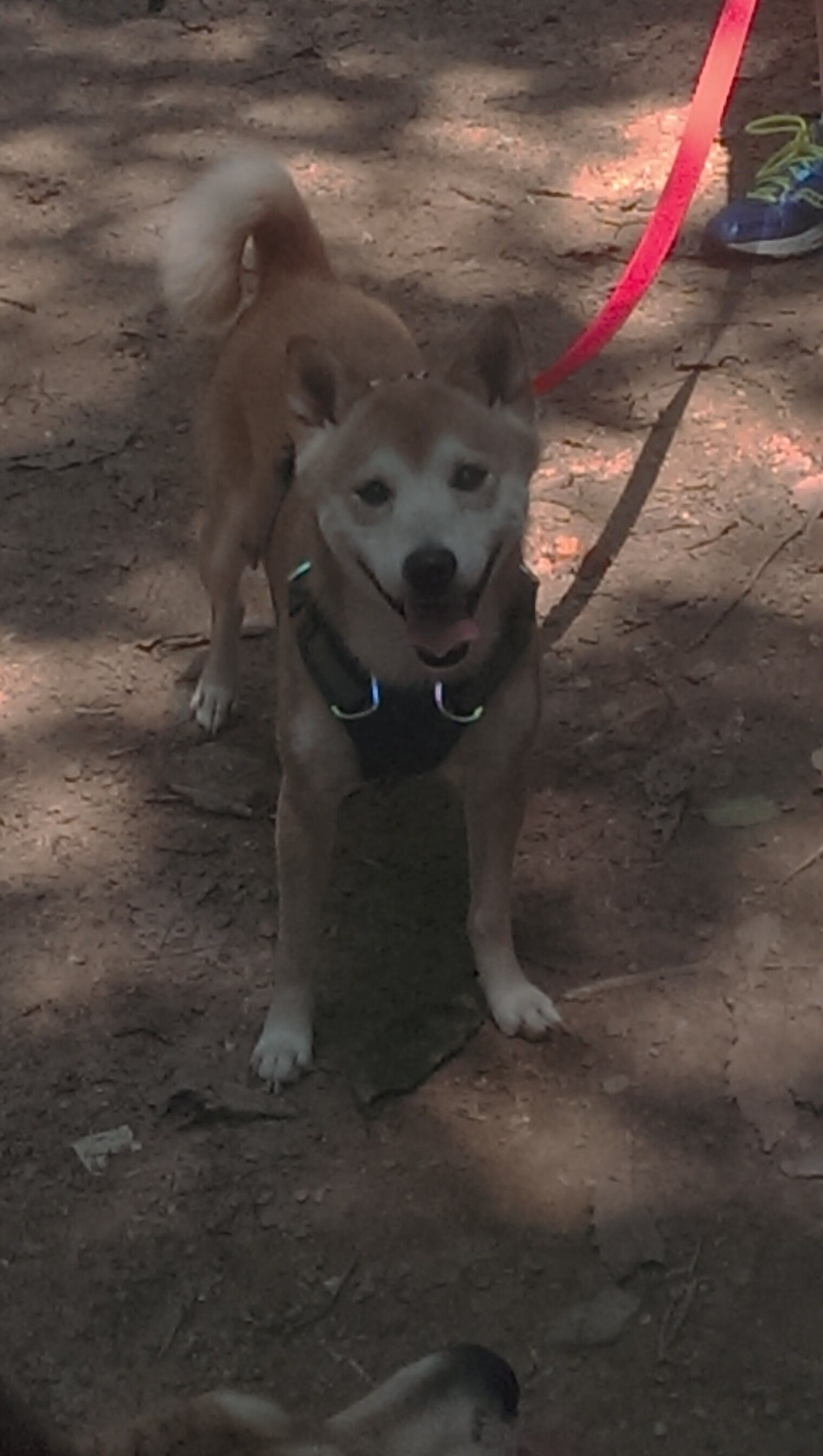 接力赛现场气氛沸腾 澳男队强势登场，澳大利亚接力队集体禁赛