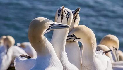 开云体育网页版-高强度快节奏比赛中谁的表现最稳定，快节奏进攻