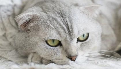 开云体育网页版-高强度快节奏比赛中谁的表现最稳定，快节奏进攻