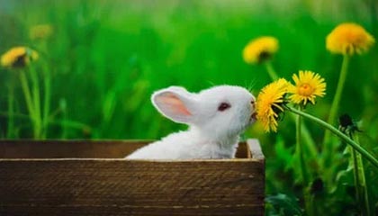 开云体育网页版-高强度快节奏比赛中谁的表现最稳定，快节奏进攻