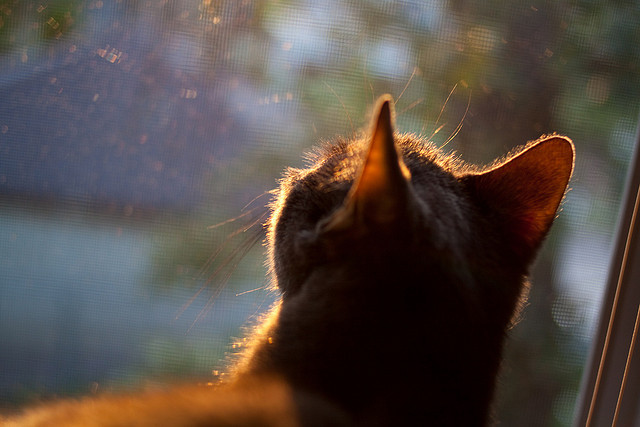 开云备用-视频回放：世俱杯最精彩进球集锦，世俱杯比赛结果