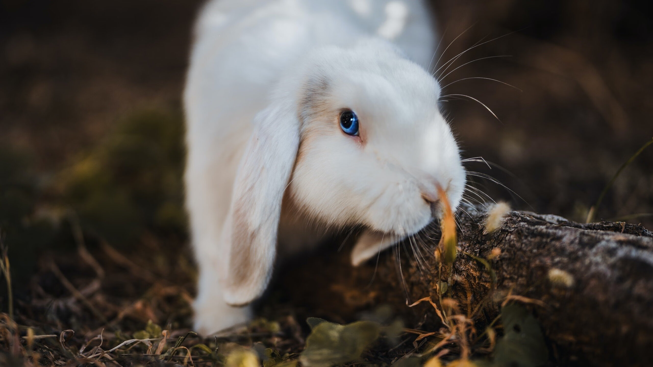 kaiyun网站-体育新闻中心新星爆发关注，体育新闻f1